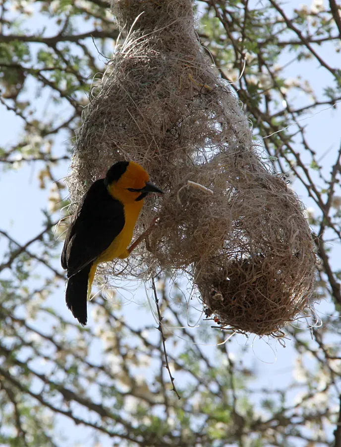 File:Ploceus nigricollis melanoxanthus Amboseli gate 1.jpg