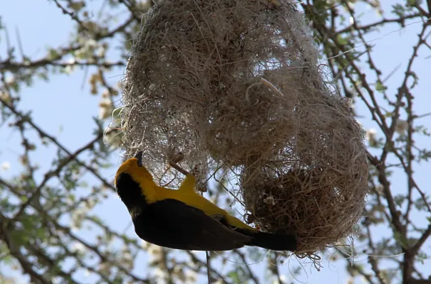File:Ploceus nigricollis melanoxanthus Amboseli gate 3.jpg