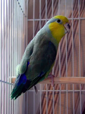 File:Forpus xanthops -AFA show bird-8a.jpg