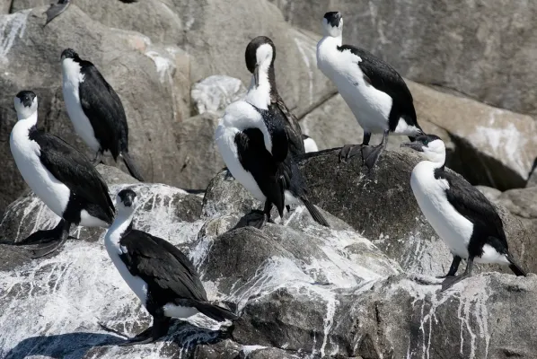 File:Phalacrocorax fuscescens Roosting.jpg