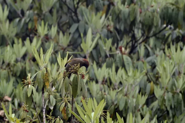 File:Chestnut-crowned laughingthrush (Trochalopteron erythrocephalum) JEG1168.jpg