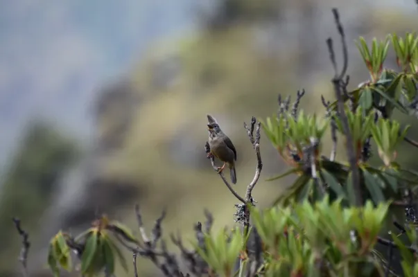 File:Stripe-throated yuhina (Yuhina gularis) JEG0978.jpg