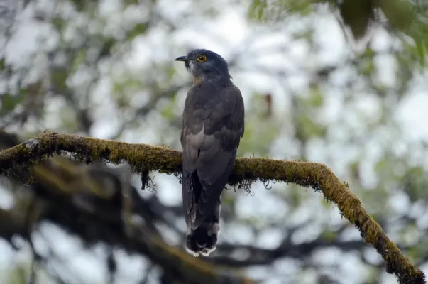 File:Large hawk-cuckoo (Hierococcyx sparverioides) JEG1947.jpg