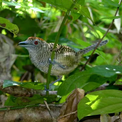 File:Cymbilaimus lineatus (female) -Panama-6-4c.jpg