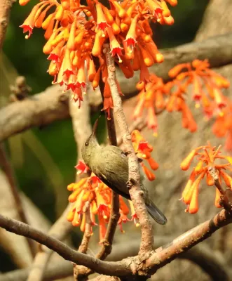 File:Vigor's Sunbird Aethopyga vigorsii female DSCN0125 (4).jpg
