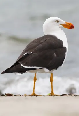 File:Larus pacificus Bruny Island.jpg