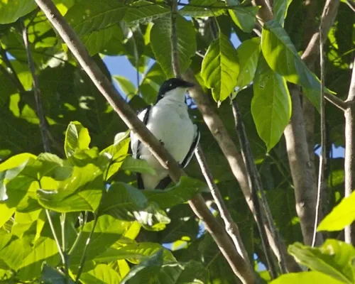 File:Black-browed Triller (Lalage atrovirens).jpg