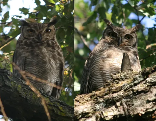 File:Bubo magellanicus.jpg
