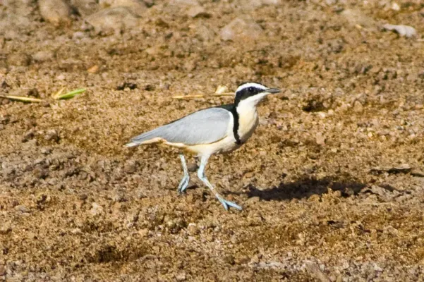 File:Egyptian Plover (Pluvianus aegyptius) at the Bénoué National Park 03.jpg