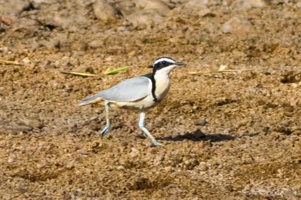 File:Egyptian Plover (Pluvianus aegyptius) at the Bénoué National Park 02.jpg