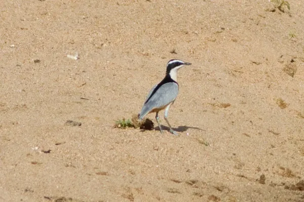 File:Egyptian Plover (Pluvianus aegyptius) at the Bénoué National Park 01.jpg