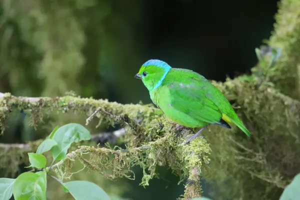 File:Chlorophonia callophrys 02.jpg