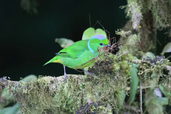 File:Chlorophonia callophrys 03.jpg