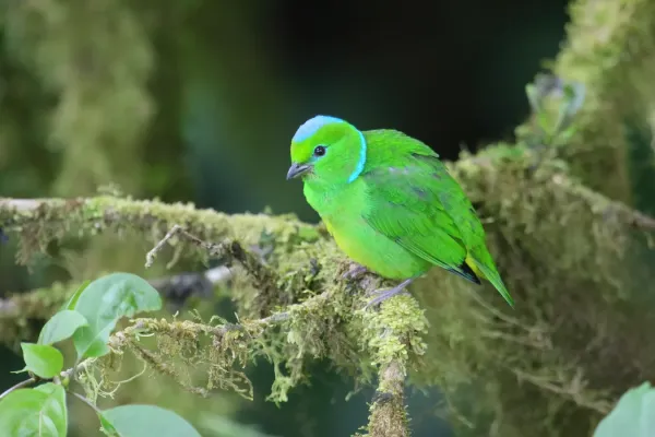 File:Chlorophonia callophrys 01.jpg