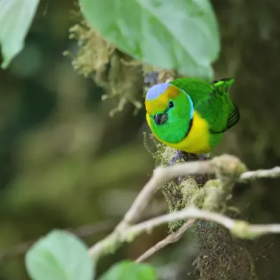File:Chlorophonia callophrys 05.jpg