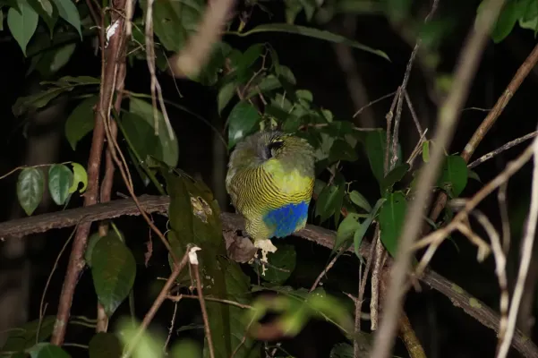 File:Hydrornis elliotii 1.jpg