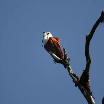 File:Procnias tricarunculatus Monteverde 01.jpg