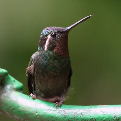 File:Lampornis calolaemus Monteverde.jpg