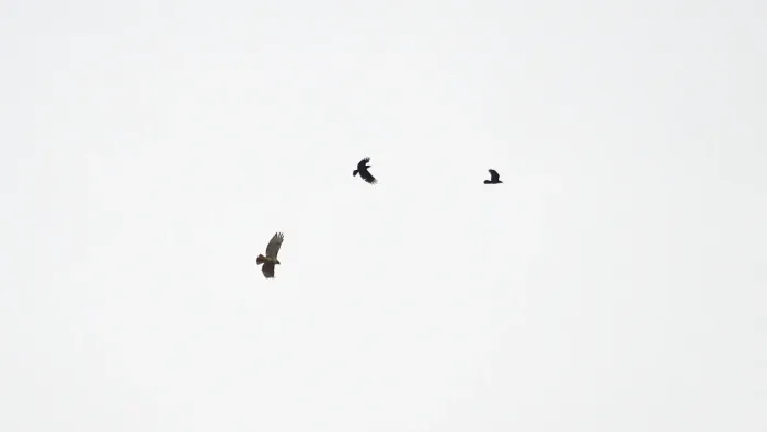 File:American crows (Corvus brachyrhynchos) Attacking a Red-tailed Hawk (Buteo jamaicensis) - Guelph, Ontario 01.jpg
