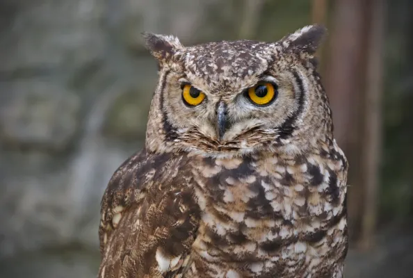 File:Bubo africanus brown - Flémalle (01).jpg