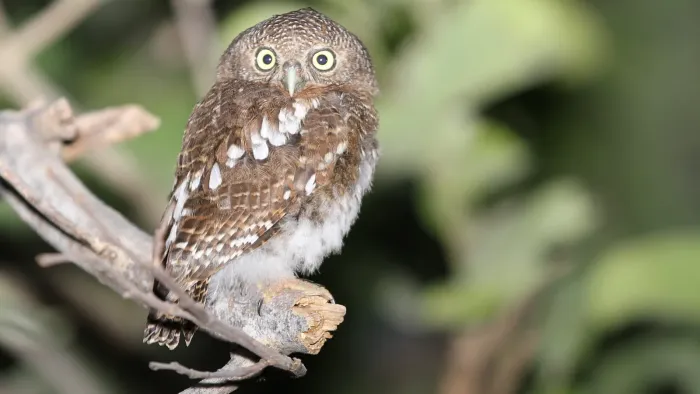 File:African barred owlet, Glaucidium capense, in the tree we were camped under at Savuti, Chobe National Park, Botswana (33770054442).jpg