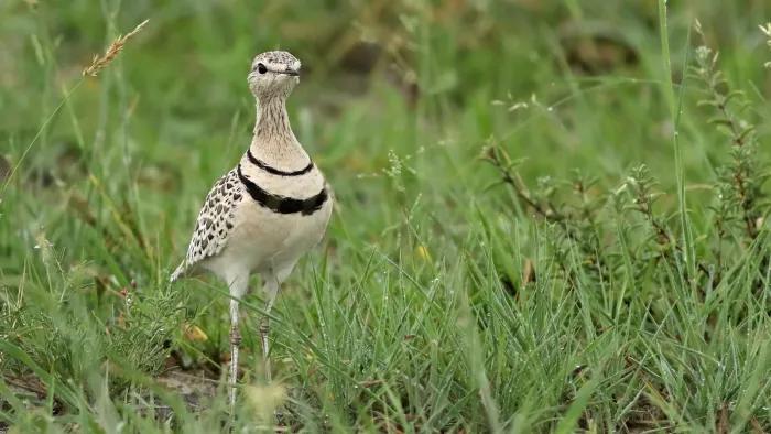 File:Double-banded courser (two-banded courser), Smutsornis africanus, at the Khama Rhino Sanctuary, Botswana (33875337466).jpg