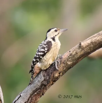 File:Freckle-breasted Woodpecker (Dendrocopos analis) spotted in South Jakarta, Indonesia.jpg