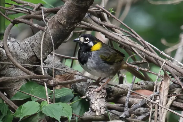 File:Melozone leucotis Monteverde.jpg