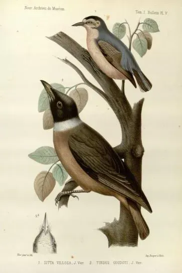 File:Sitta villosa Tylas eduardi.jpg