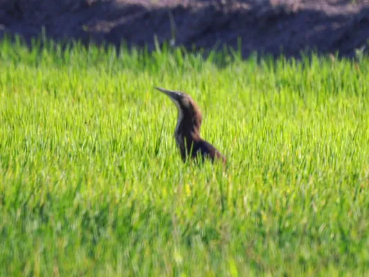 File:Australasian Bittern (Botaurus poiciloptilus) in the grass.jpg