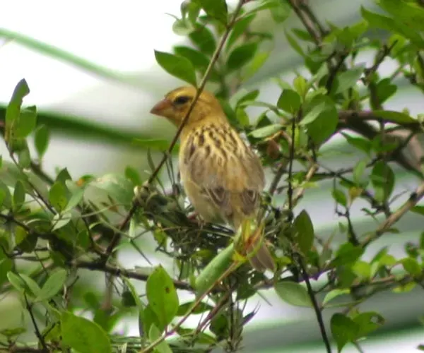 File:Asian Golden Weaver (Ploceus hypoxanthus) - female.jpg