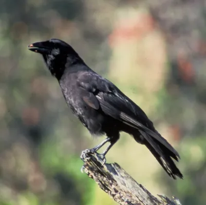 File:Corvus hawaiiensis FWS.jpg