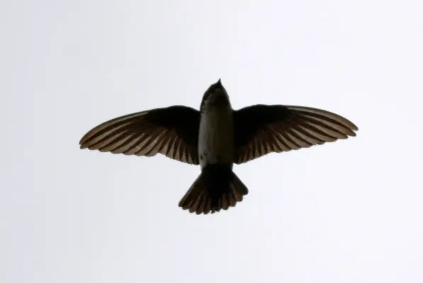 File:Asian House Martin Delichon dasypus by Dr. Raju Kasambe DSC 4565 (17).jpg
