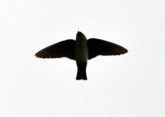 File:Asian House Martin Delichon dasypus by Dr. Raju Kasambe DSC 4565 (16).jpg