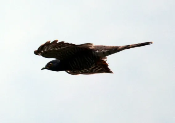 File:Large Hawk Cuckoo Hierococcyx sparverioides by Dr. Raju Kasambe DSC 4461 (1).jpg