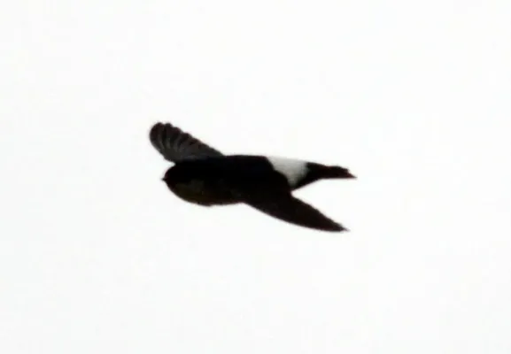 File:Asian House Martin Delichon dasypus by Dr. Raju Kasambe DSC 4565 (18).jpg