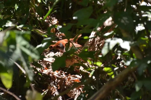 File:Andaman Crake (Rallina canningi) from South Andaman DSC 7713.jpg