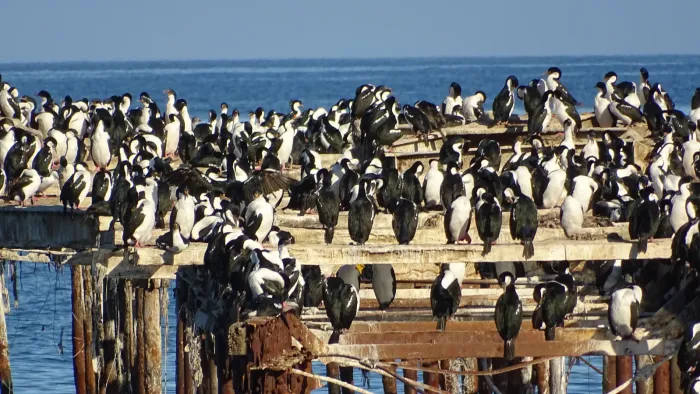 File:Leucocarbo bransfieldensis Punta Arenas Chile 12.jpg