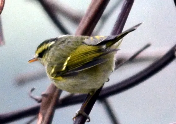 File:Blyth's Leaf-warbler Phylloscopus reguloides by Dr. Raju Kasambe DSC 4519 (5).jpg