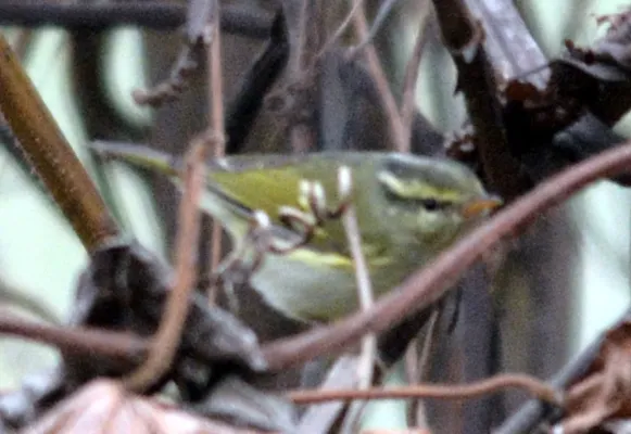 File:Blyth's Leaf-warbler Phylloscopus reguloides by Dr. Raju Kasambe DSC 4519 (3).jpg