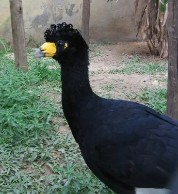 File:Crax alector (Rio Zoo).jpg