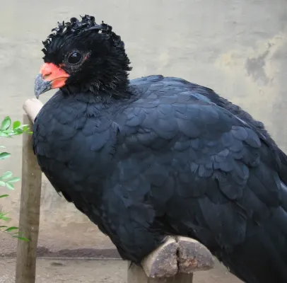 File:Crax blumenbachii (male).jpg