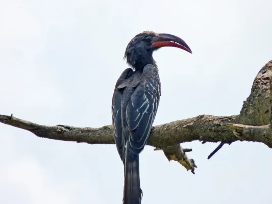 File:Lophoceros hemprichii, Ethiopia (27063739411).jpg