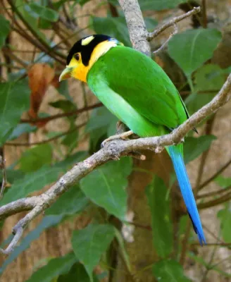 File:Long-tailed Broadbill scientific name Psarisomus dalhousiae at Sattal on 21st April 2017 DSCN2024 1.jpg