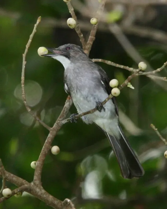 File:Ashy Bulbul (Hemixos flavala) eating berry.jpg