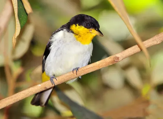 File:Hemithraupis flavicollis insignis.jpg