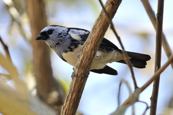 File:Tangara brasiliensis.jpg