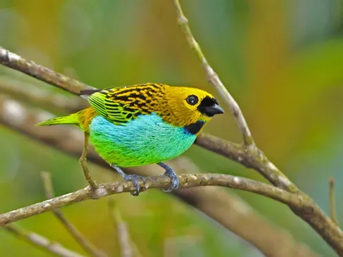 File:Tangara cyanoventris.jpg