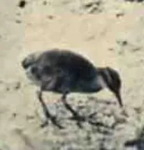 File:Gallirallus wakensis (cropped).jpg