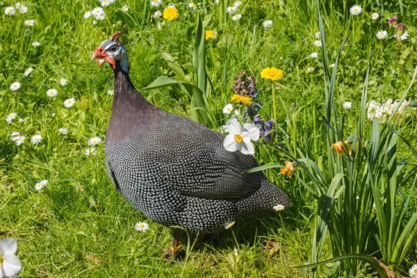 File:Numida meleagris - Heidelberg.jpg